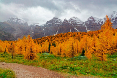 EyKuver's Fall Leaf Color Guide for The Rocky Mountains and Pacific Northwest