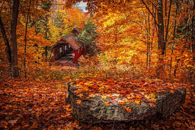 EyKuver's Fall Leaf Guide for New England and the Mid-West